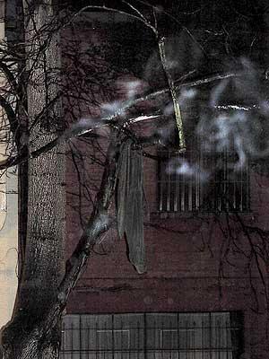 A ghost in a Blood Alley tree